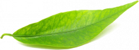 MMJ_Biosystems_Home_Brands_Leaf