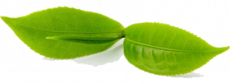 MMJ_Biosystems_Home_Featured_Leaf